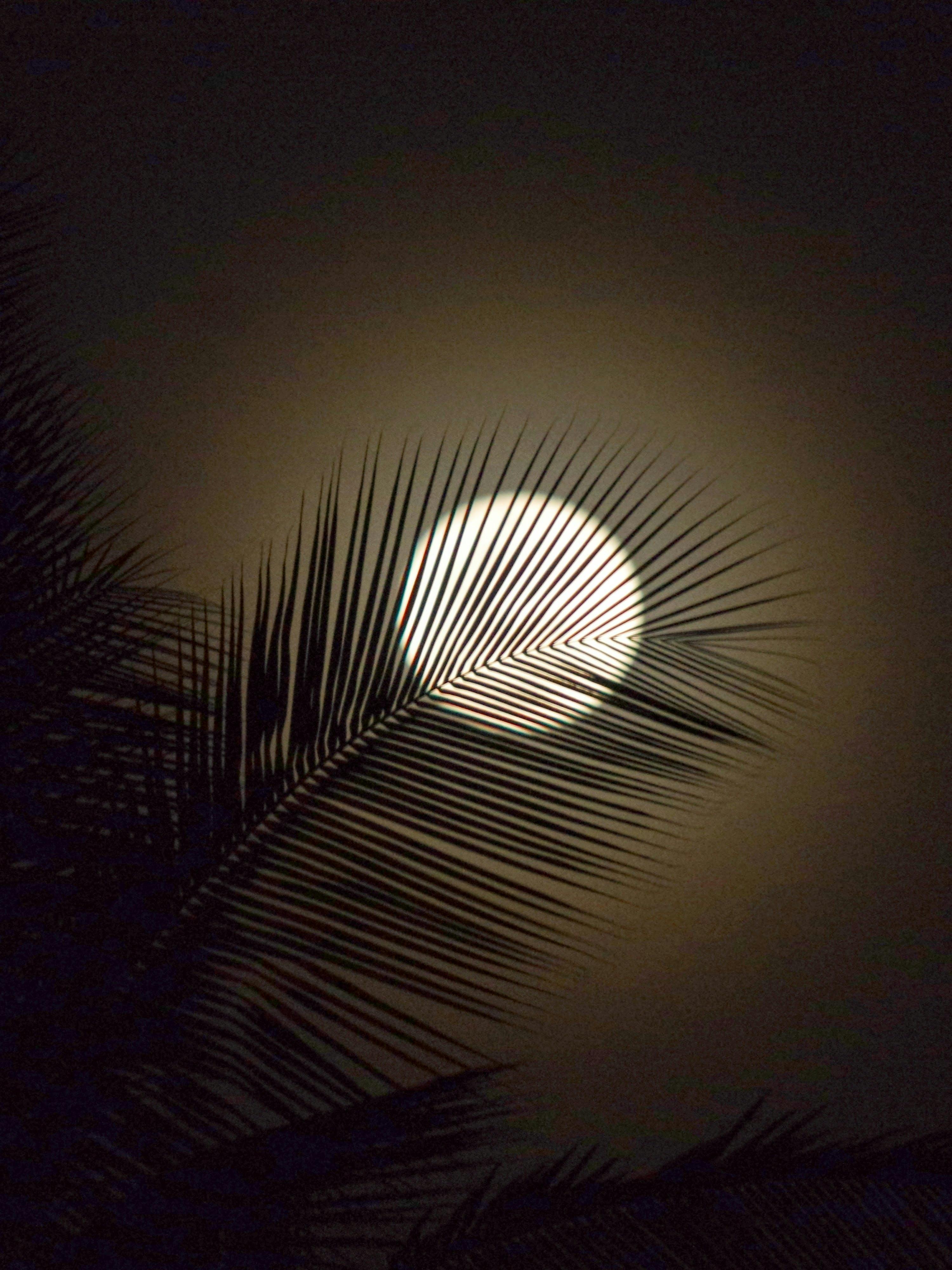 Picture of the full moon behind a tree at night.